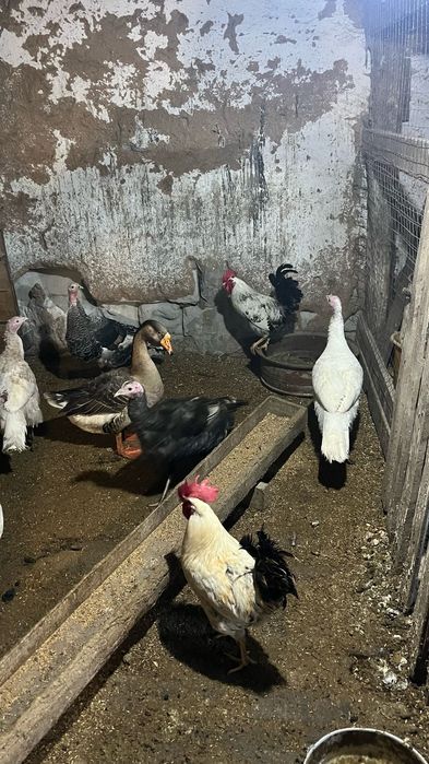 Продам молодых петухов