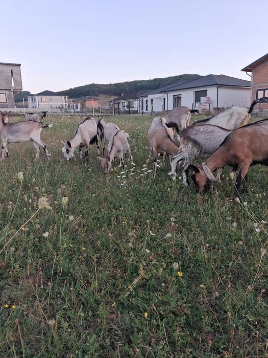 Capre de rasă alpine, ieftine la 550 lei bucata.