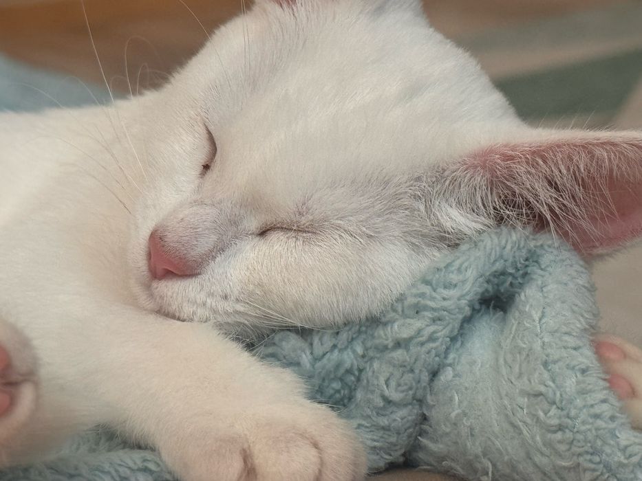 Отдам котенка в добрые руки