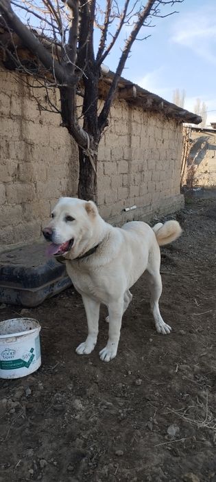 Алабай кабель 2 год