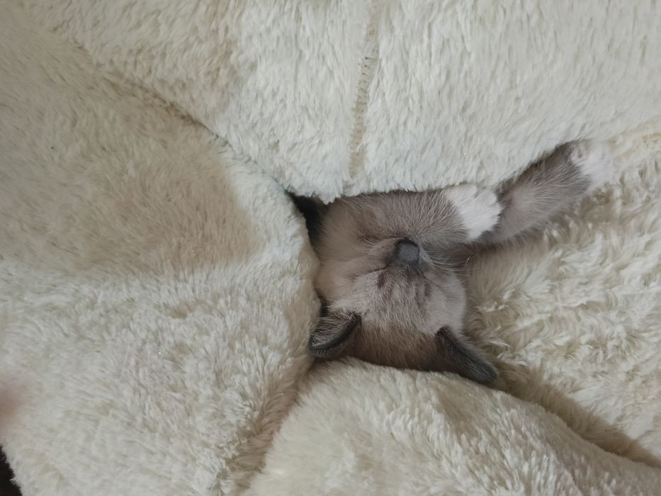 Котята. Девочка и мальчик.