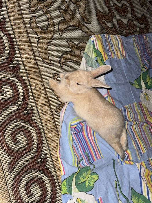 Продам Декоративного кролика,