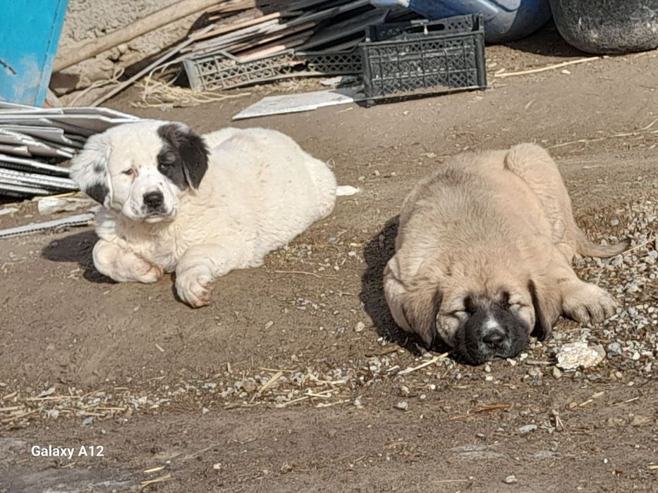 Alabay bolasi sotiladi