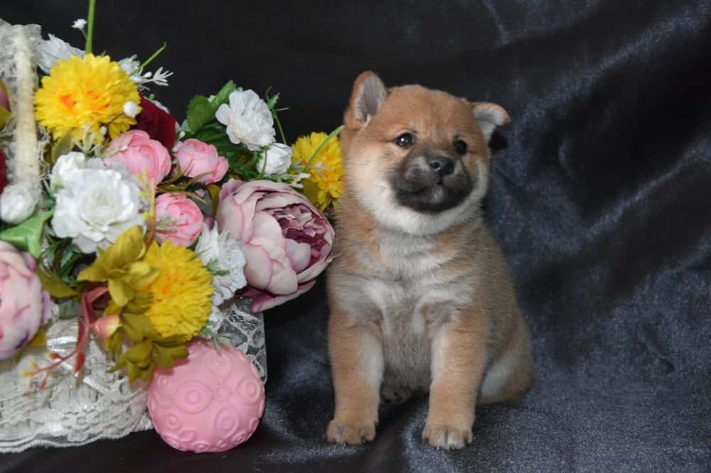 Щенки сиба ину девочки и мальчики