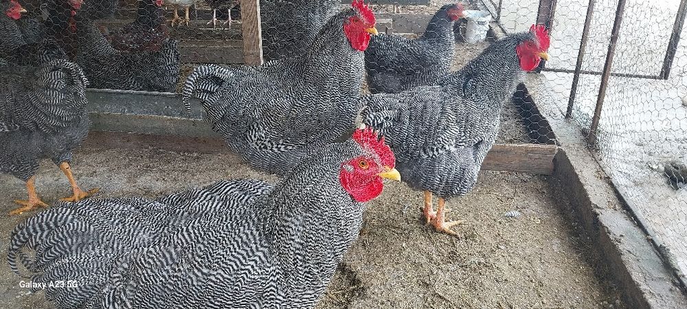 Vînd pasarile don imagine.