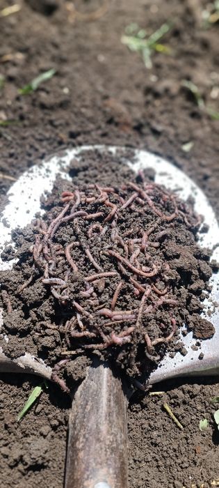 Черви для рыбалки