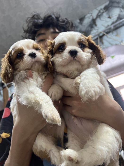 Кавалер Кинг Чарлз