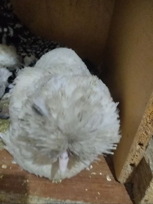 Продам карликовых курей