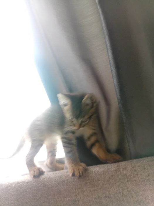 Отдам котёнка,  мальчик