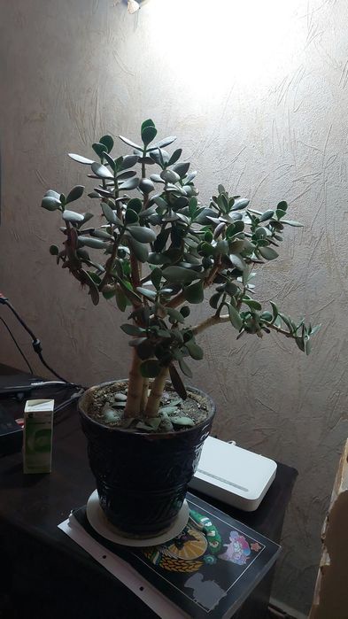 Денежное дерево взрослое