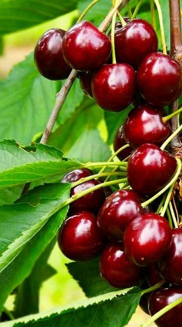 Pomi Fructiferi Columnari (CIRES)