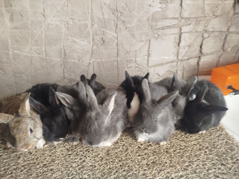 Quyon sotilad srocni pul zarl