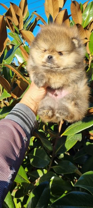 Померан мини померан