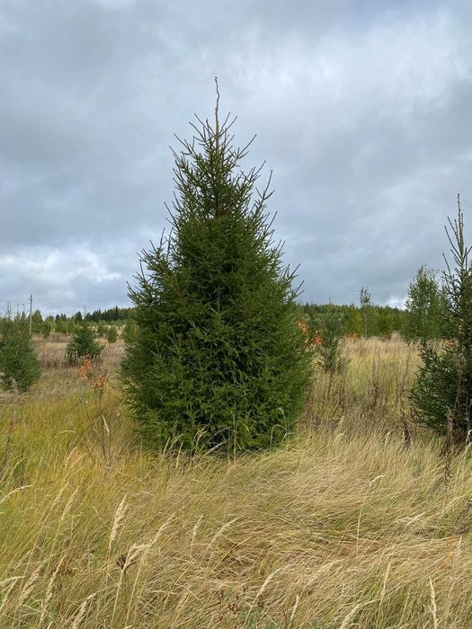 Саженцы ель Тополь яблони