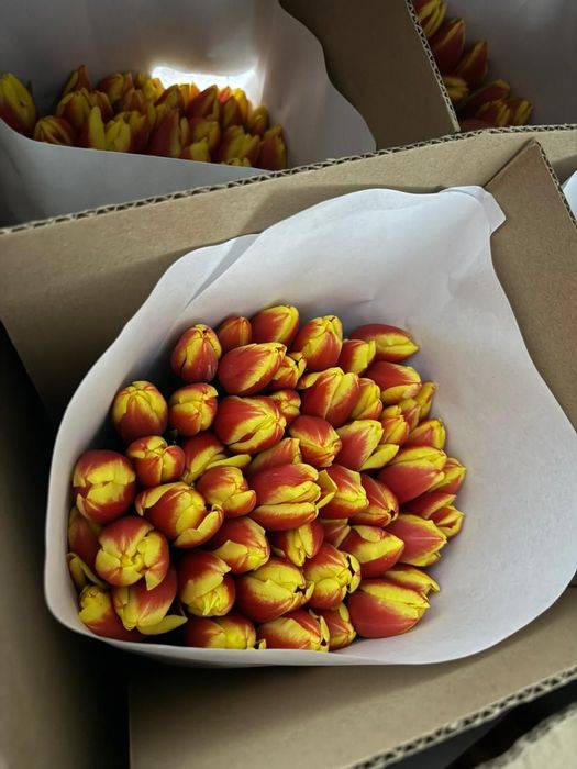 Тюльпаны цветы букеты