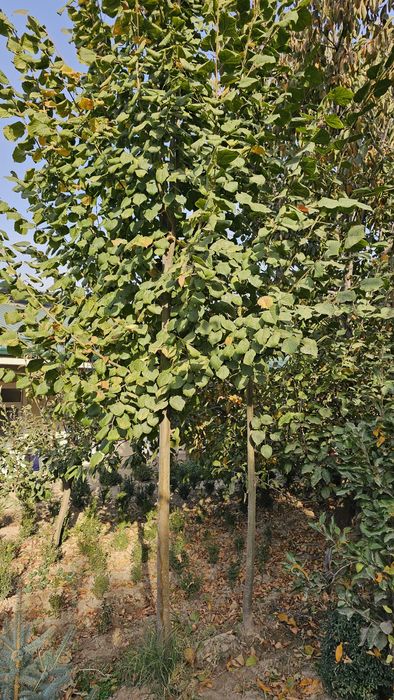 Берйоза, липа, каштан, дуп бор