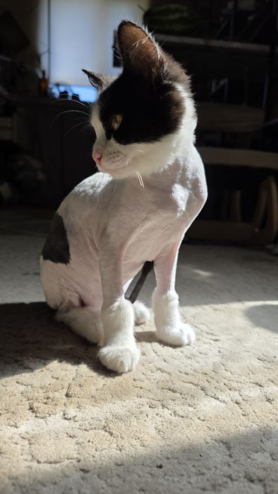 Отдам котёнка в ДОБРЫЕ руки!