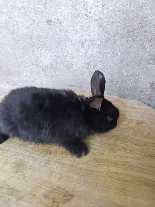 Кролики месячные  180000 за троих