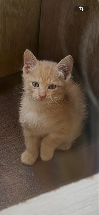 Котенок в хорошие руки