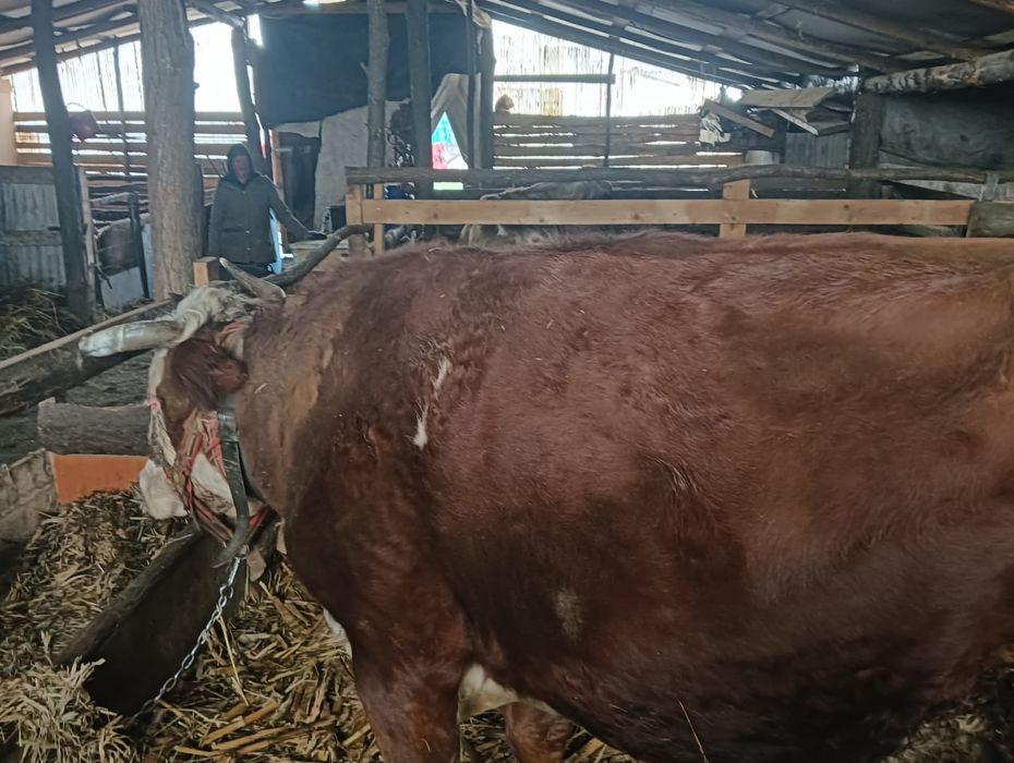 De vânzare Vaci și viței