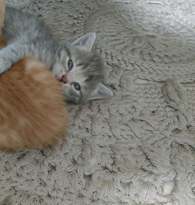 Отдам котят (все девочки)