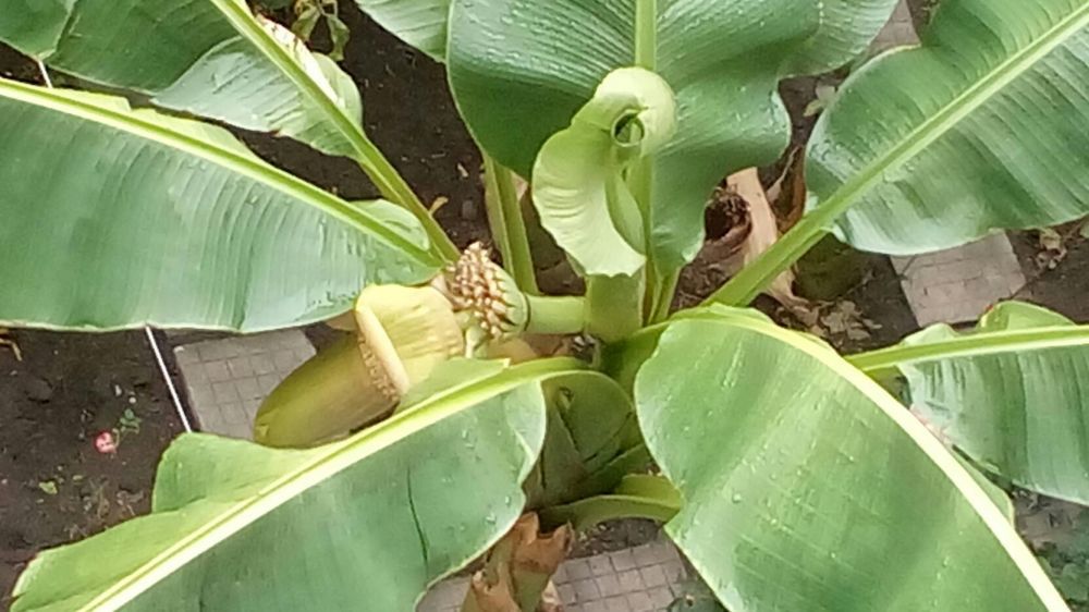 Студоустойчева Бананова палма