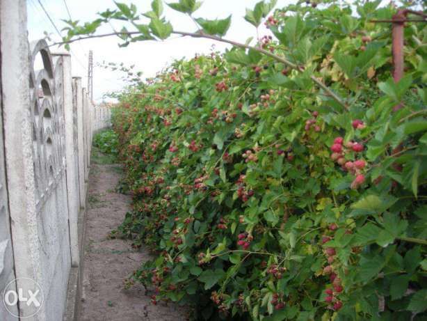 Vand stoloni CAPSUNI Remontant si butasi MUR Butasi ZMEUR