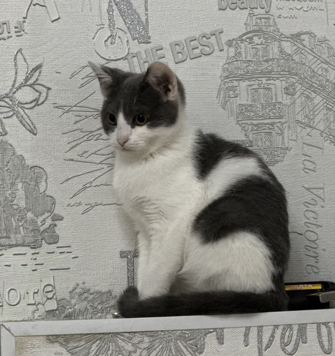 Мысык тегин беремин еркек