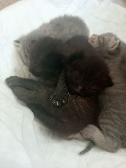 Отдам котят в добрые руки