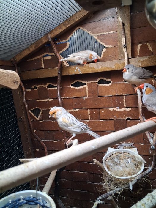 Canari si zebre de vanzare