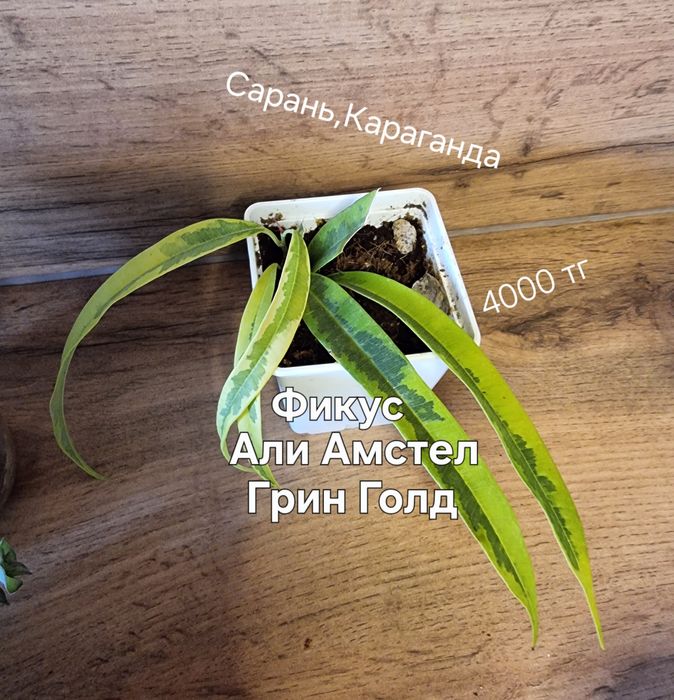 Фикус Нью-Клон,Кинки,Одри, Лирато и др.