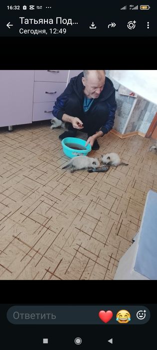 Кошки бесплатно!