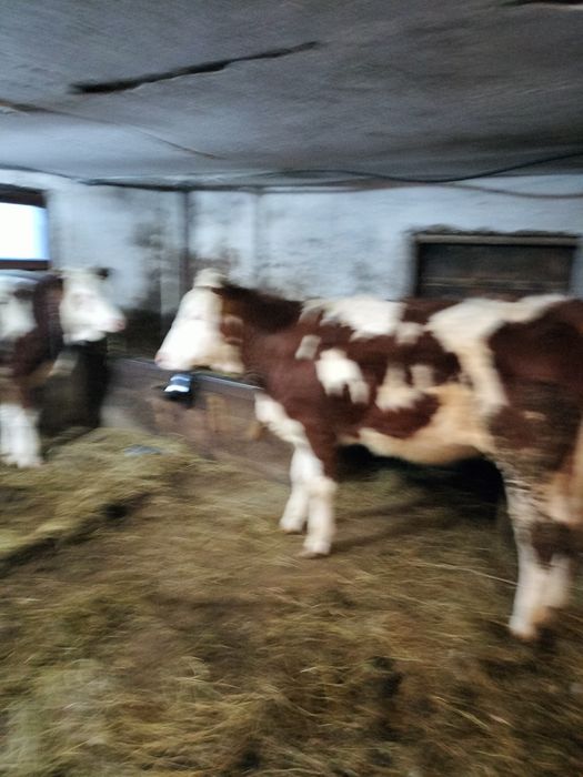 Vând  juninci bălțată gestante