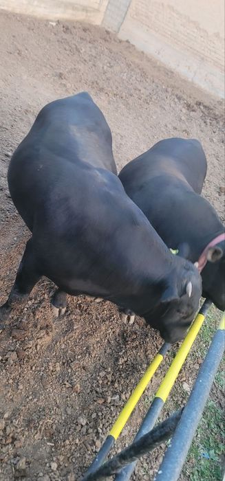 Buqalar sotiladi angus