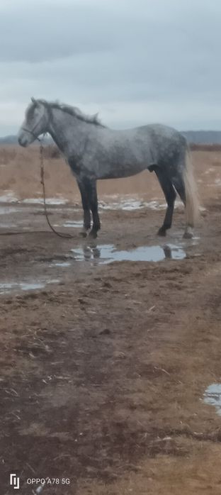 Жеребец для кокпара