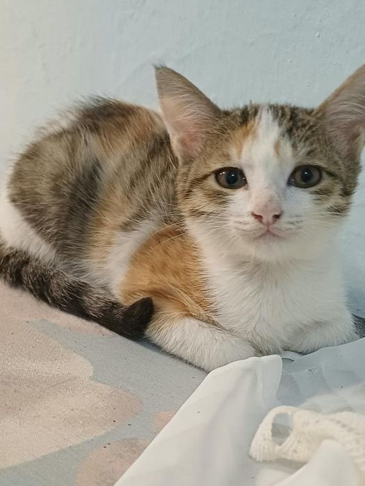 Отдам котят в хорошие руки