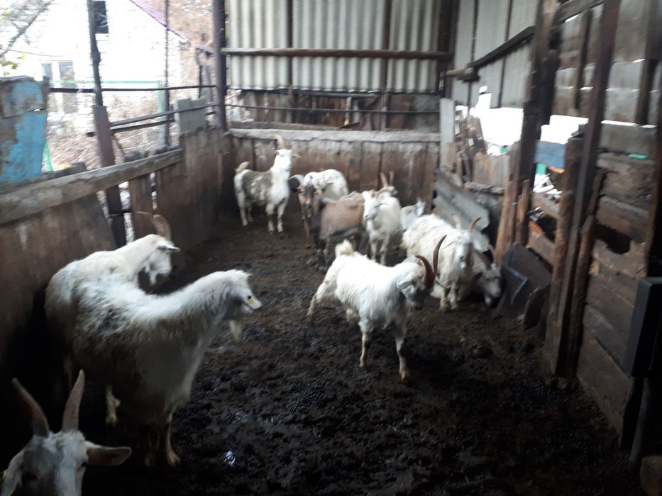 Ешкі серке козел коза