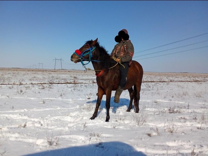 Айғыр құнан жеребец