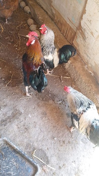 кораз сатылады 5000 тенгеден 1шт