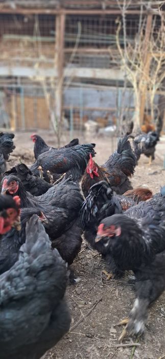 Брамма молодые крупные