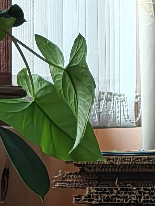 Продам Oppo find x6 pro