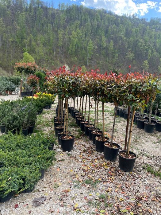 Avem  piatra si plante de mai multe feluri pt det sunati
