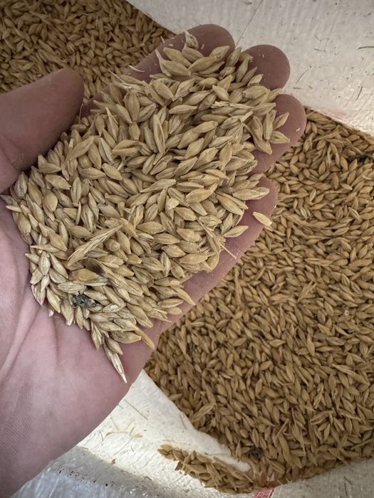 Vand orzoaica de primavara planet C1