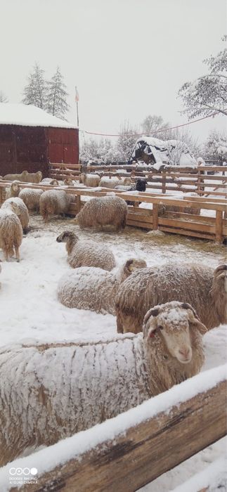 Oi de vanzare detalii la telefon