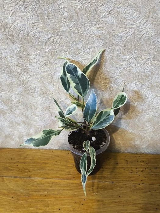 Фикусы разных сортов