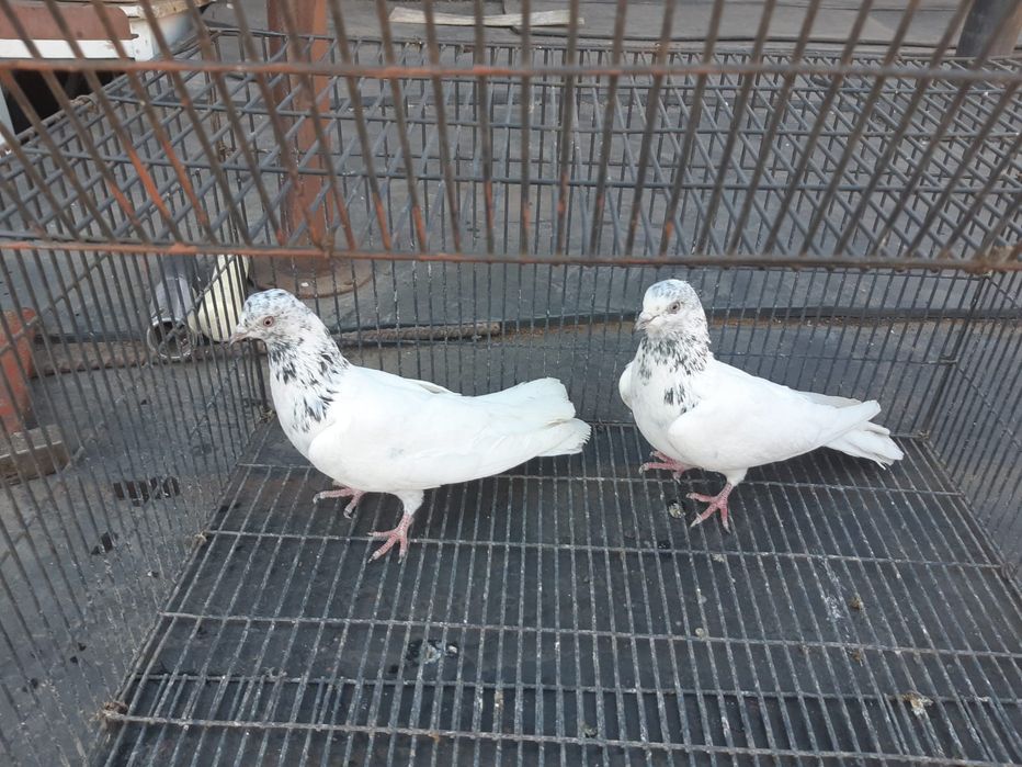 Продаю голубей от 2000