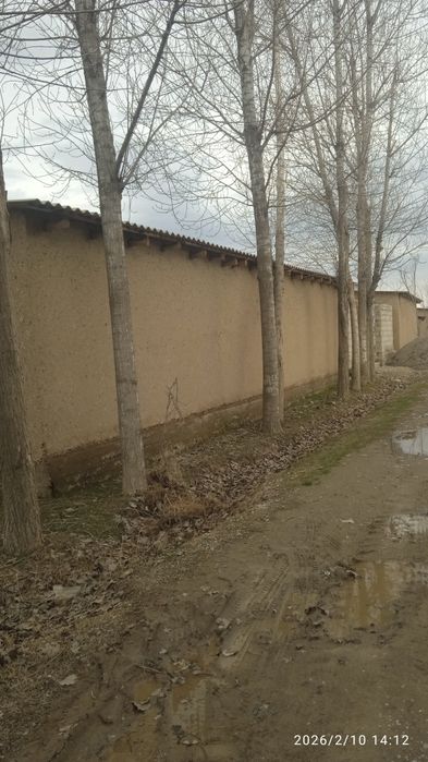 Калифорния терак сотилади