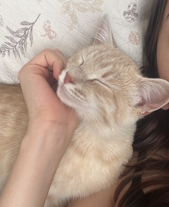 отдам котенка в добрые руки