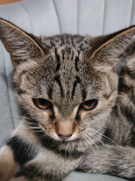 Бесплатно отдам кошку