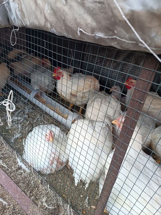 Продам курей бройлер